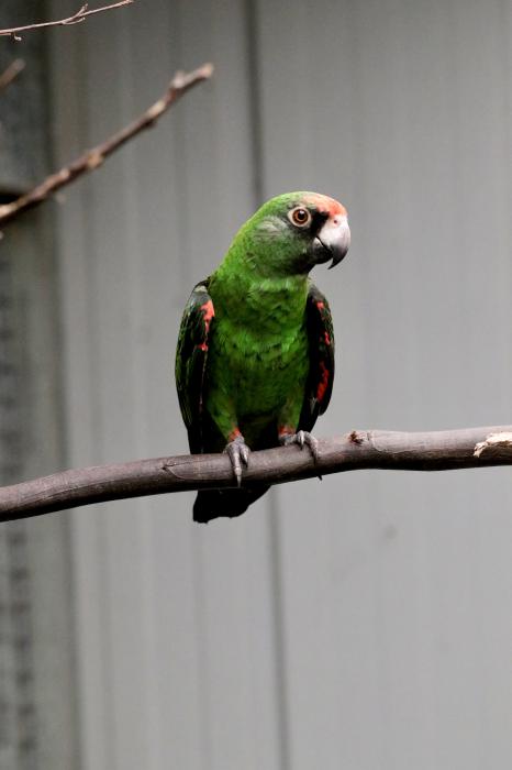 Jardin­es Par­rot Pa­rent-r­eared ­Male -­ AUS D­AY SAL­E ­