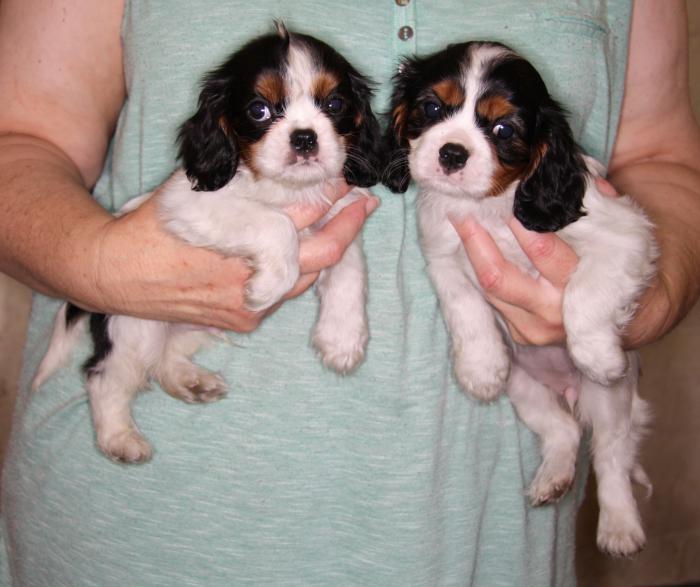 Cavalier King Charles Spaniel puppies.