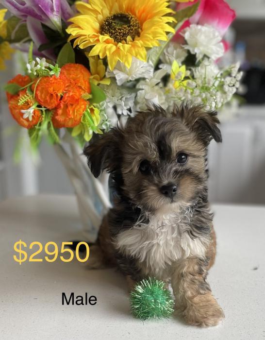 Long cost Chihuahua x Maltese from $2650