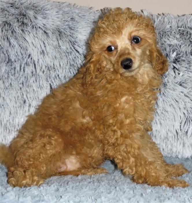 Female toy poodle $3500 includes transport to syd or bris