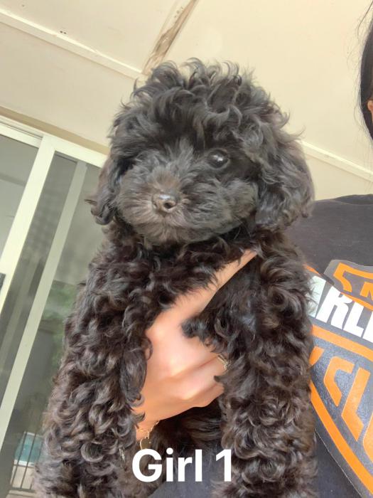 Poodle puppies $3000