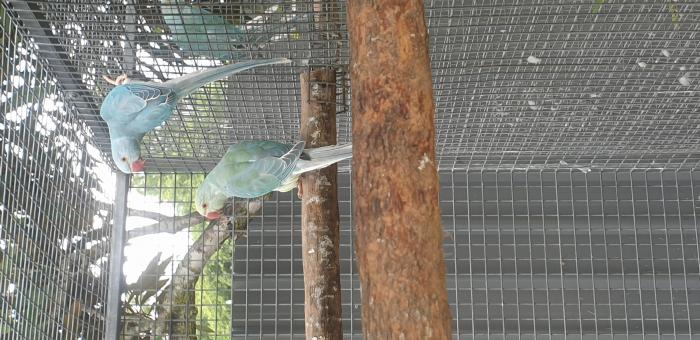 Indian Ringneck Cleartails