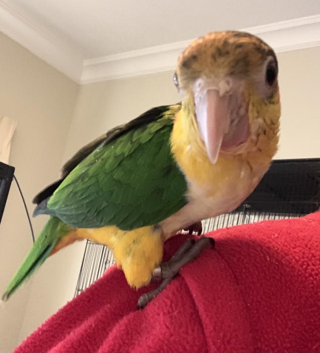  Hand raised White bellied caique.