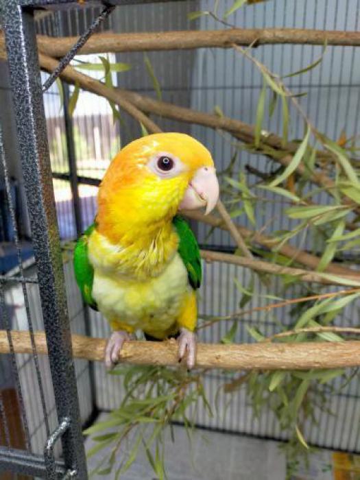 Handraised White Bellied Caique Females