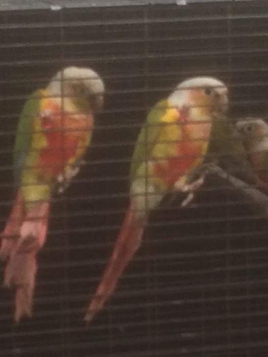 Pairs Of Conures. Pineapples, Yellowsided, DNA Sexed