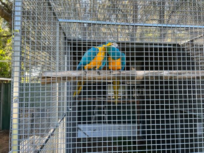 Blue and Gold Macaws Hand Raised 