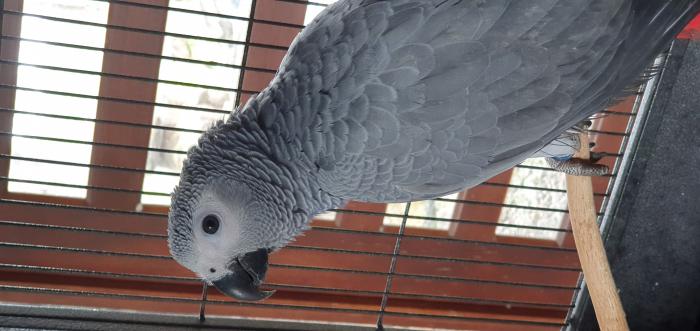 African Grey Young unrelated pair for breeding