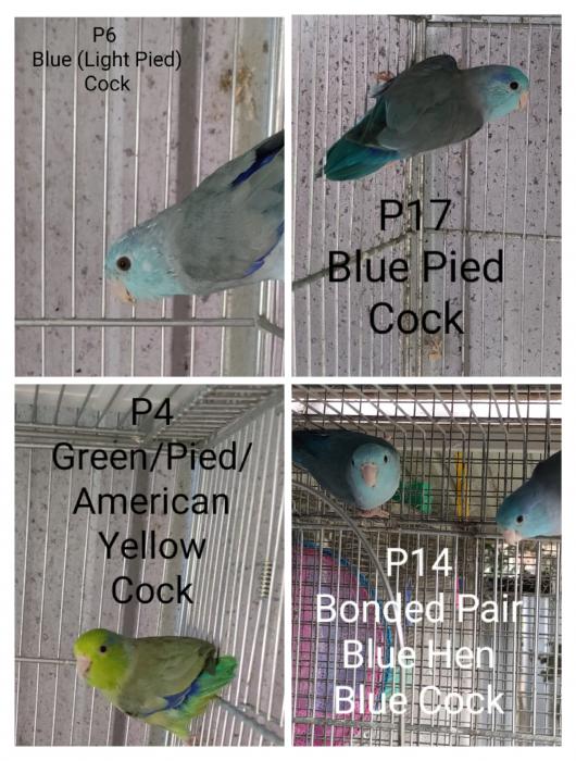 Parrotlets - Singles and Bonded Pairs