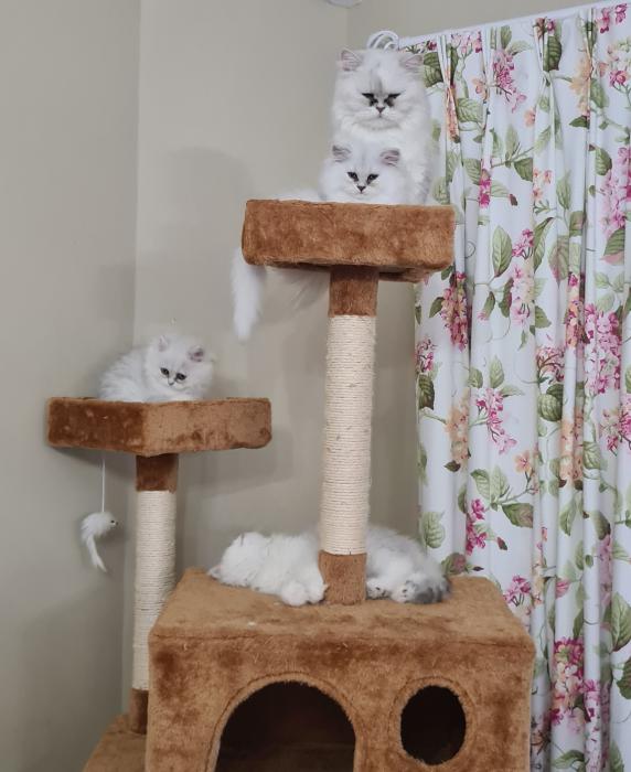 Stunning pure-bred Persian Chinchilla  kittens! 