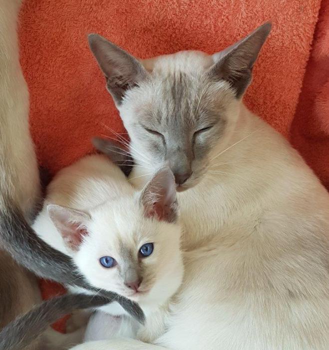 Siamese Lilac Point Adult Female For Sale