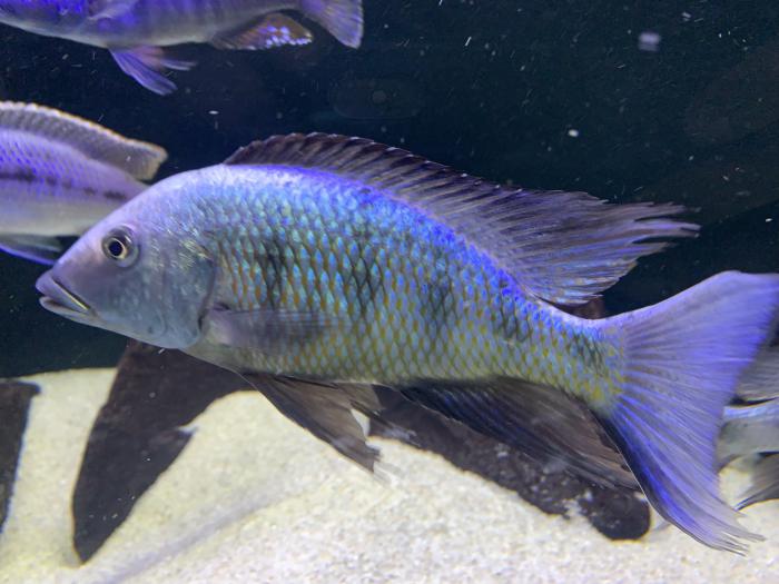 Display male African cichlids