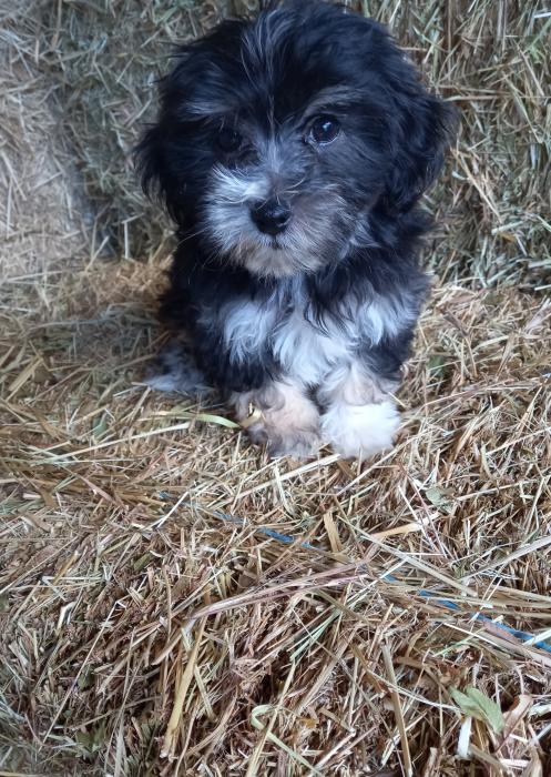 For sale Maltese cross shihtzu puppies reduced boys $2200
