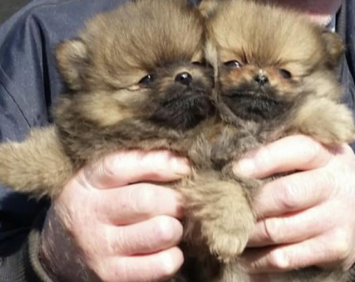 Small Pure breed Pomeranian puppies reduced $2000