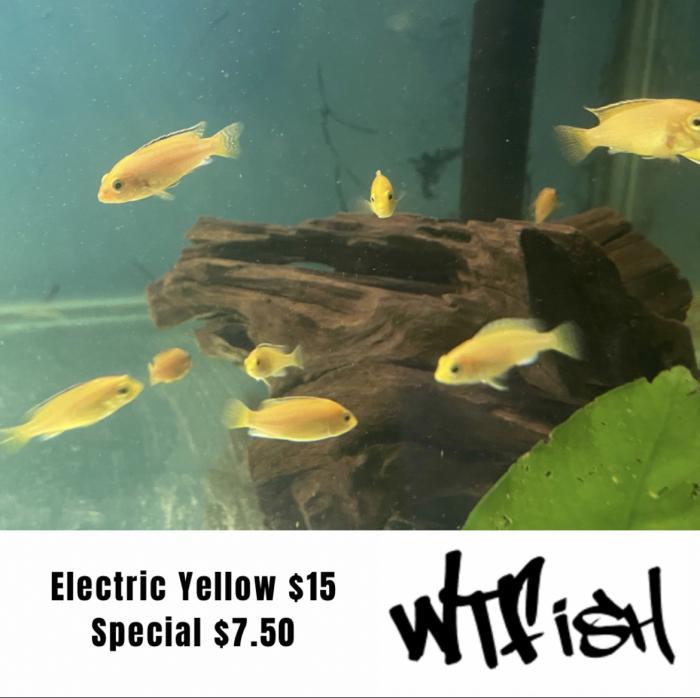 Electric Yellow Cichlids On Special At WTFISH!