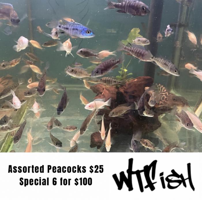 Peacock Cichlids On Special At WTFISH!