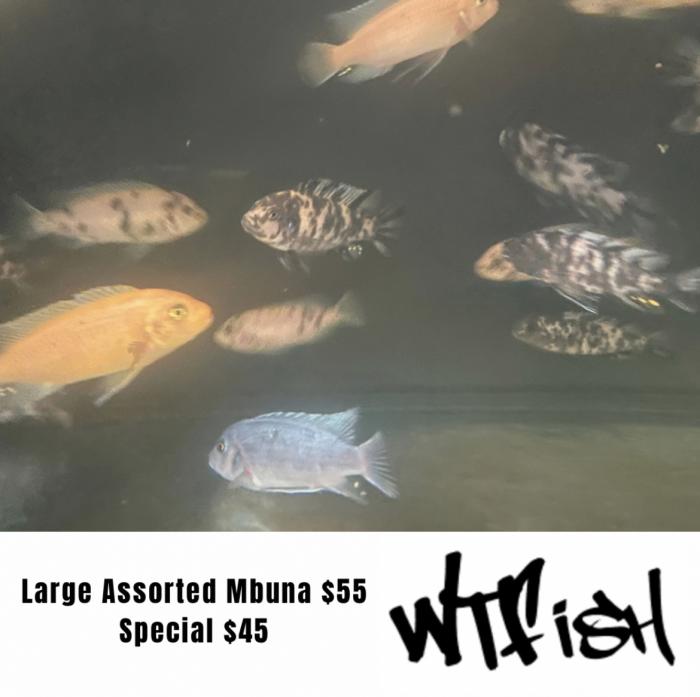 Large Display Quality Mbuna On Special At WTFISH!