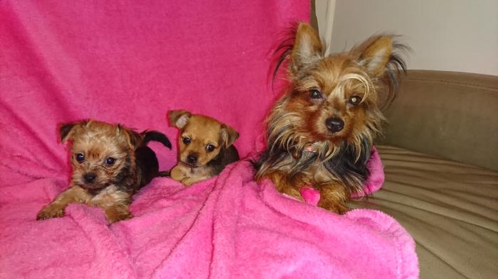 Unique & Petite Yorkshire Terrier x Girls(will freight)