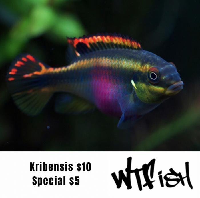 Kribensis Cichlids On Special At WTFISH!