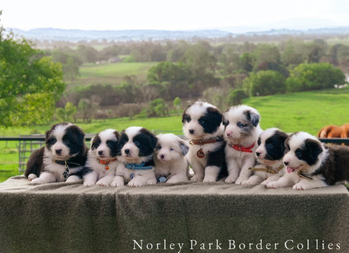 PEDIGREE Border Collie Puppies $2500