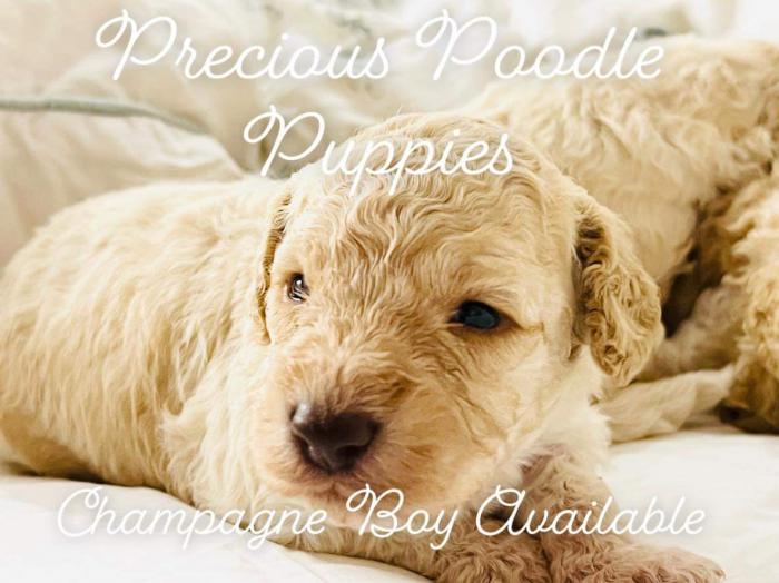 Mini poodle puppies. DNA clear. Purebred hypoallergenic best