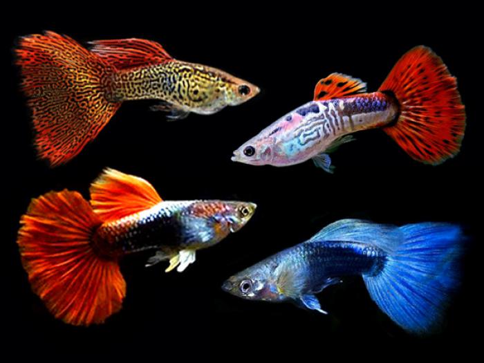 Assorted imported guppies only $3.99