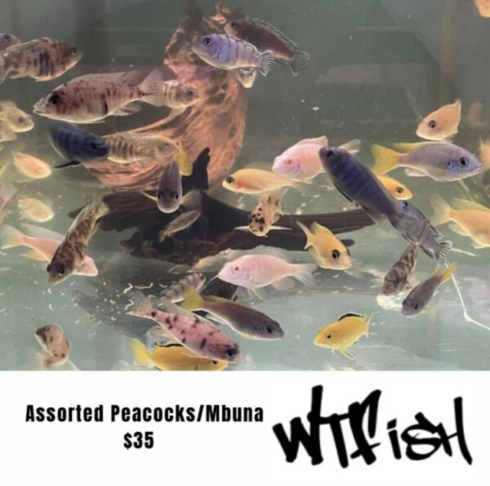 Assorted Quality African Cichlids Available Now at WTFISH!