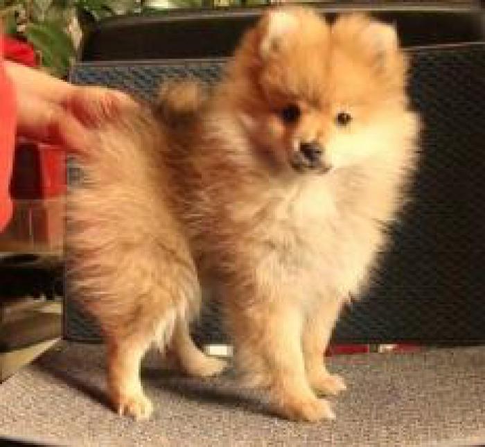 POMERANIAN BEAUTIFUL PUPPY FOR SALE FRIEND FOR LIFE 