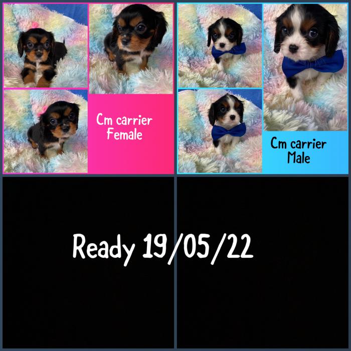 Dna clear cavaliers price drop