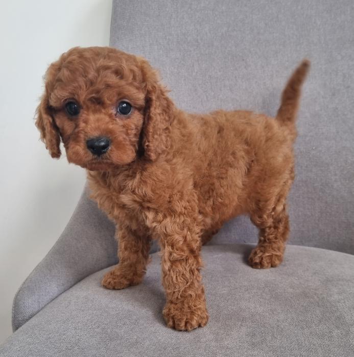First Gen Mini Cavoodles Available Now