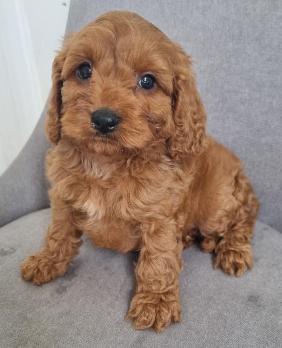 First Gen Mini Cavoodles Available Now