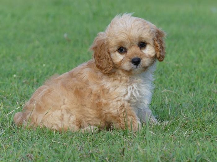 Cavoodles Miniature Gold READY NOW parents DNA tested