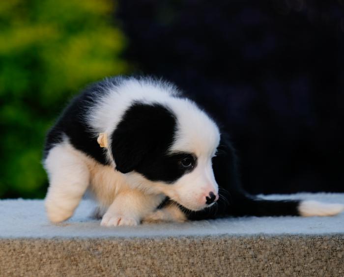 Border Collie Puppies $1200
