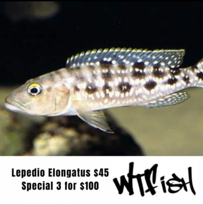 Lepedio Elongatus Cichlids On Special At WTFISH!