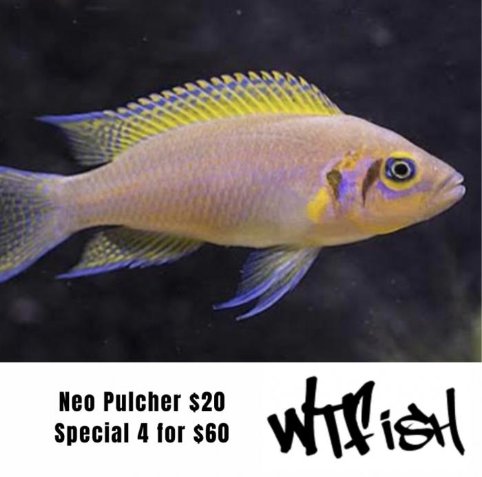 Neo Pulcher On Special At WTFISH!