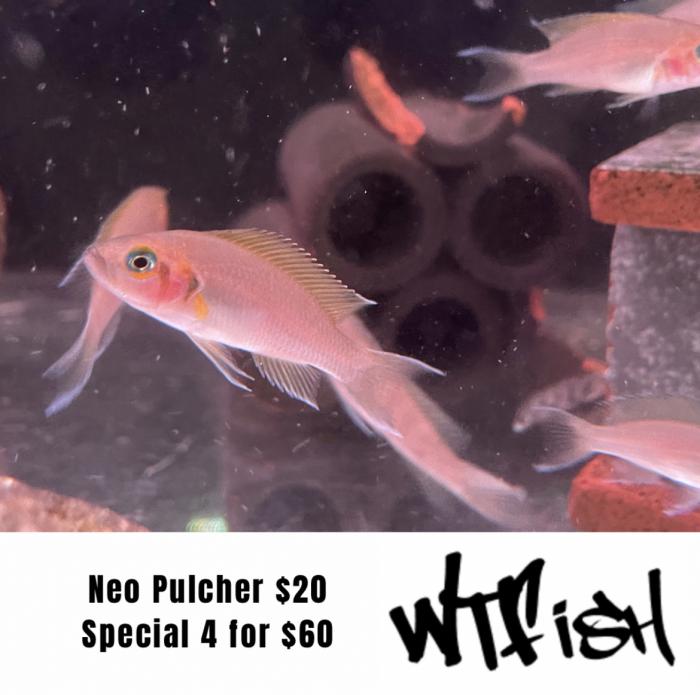 Neo Pulcher On Special At WTFISH!