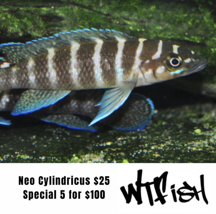 Neo Cylindricus On Special At WTFISH!