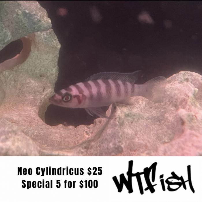Neo Cylindricus On Special At WTFISH!
