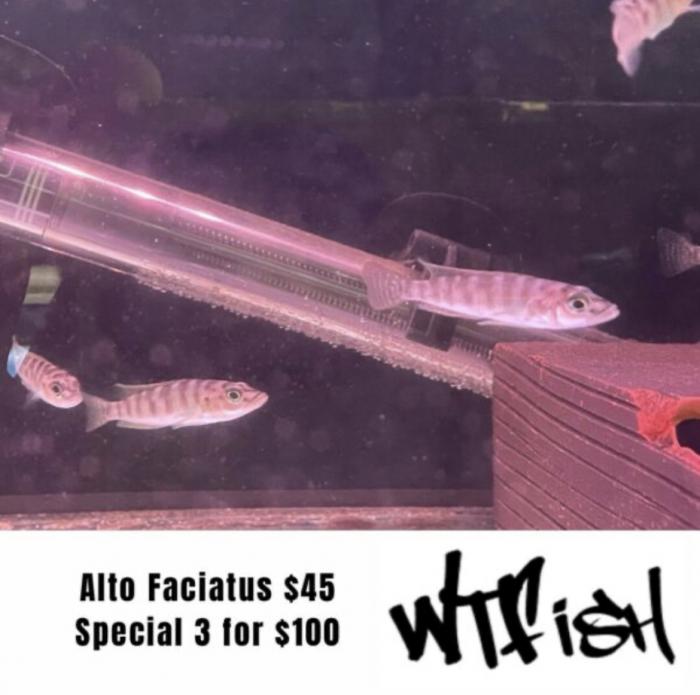 Alto Fasciatus On Special At WTFISH!