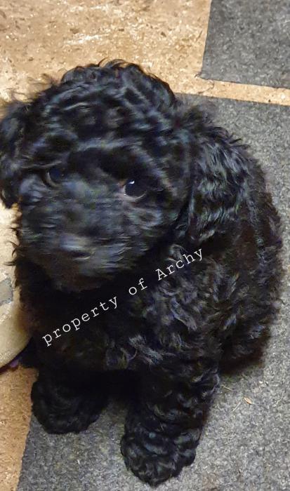 Toy poodle males