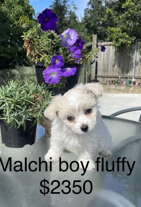 Fluffy Maltese chi boy $2350 looks Maltese reduced 