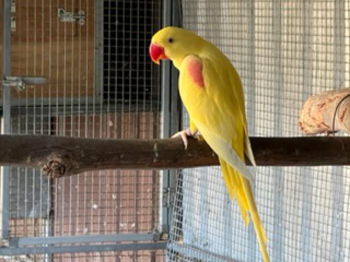 all parrots  must go breeding pairs for sale single parrots 