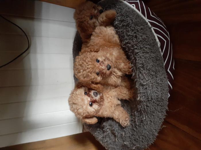 Beautiful Toy Poodle puppies. 