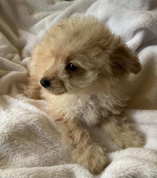 Choodle Chihpoo Poodle x Chihuahua LAST ONE $1,800