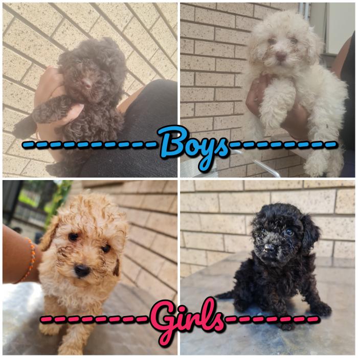 Pure-bred Toy Poodle Male & Female Available-$4500