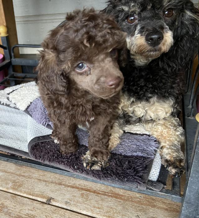 Toy Poodle puppies 