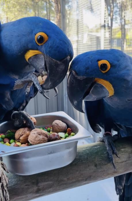 Hyacinth macaw pair for sale 3 years old 
