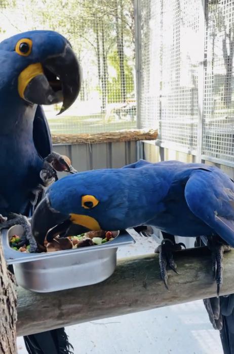 Hyacinth macaw pair for sale 3 years old 