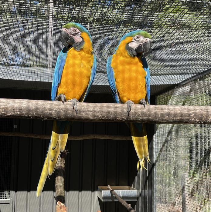 Split Lutino pair of Blue & Golds macaws for sale 