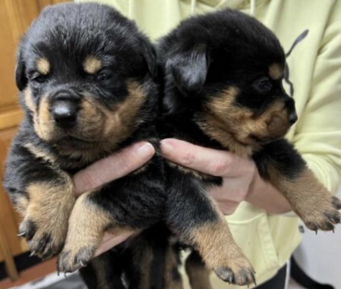 Purebred German Rottweiler puppies 