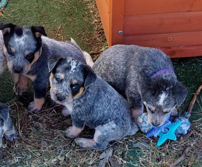Australian Blue Cattle Dog Puppies $1000 negotiable 